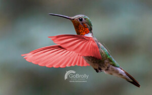 Hummingbird with GoBrolly Colors