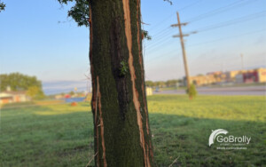 GoBrolly Tree Struck by Lightning